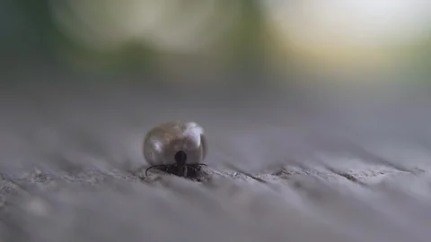 Full Tick in Nature Stock Footage 117854272