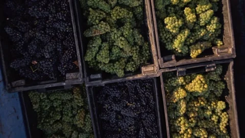 Full trailer of crates of white and red grapes while driving. Harvesting Stock Footage 270061880