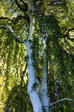 Full tree fagus silvatica pendula beech tree Stock Photos
