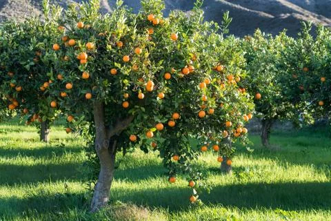 Full tree of Oranges Stock Photos