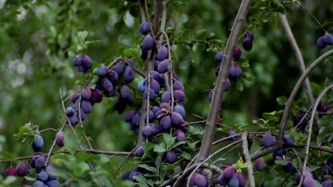 Full tree of ripe plums on a blurry background Stock Footage 113503435