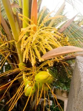 Full view of the coconut tree at top with tender coconuts and flowers. Stock Photos