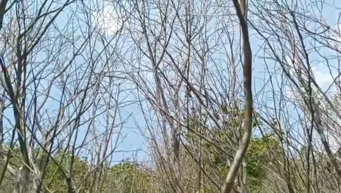 Full view of dry branches with blue sky. Stock Footage 323995292