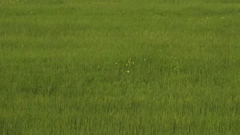 Full view of green grass swaying in the wind, Long grass blowing in wind. Stock Footage 132251817