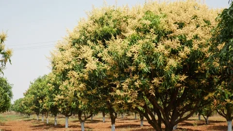 Full view of mango tree filled up with mango flowering Video stock 147705306