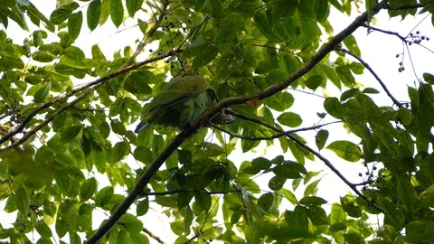Full View of a Mealy Parrot Video stock 114635139