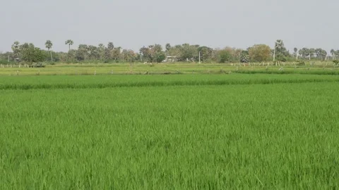 Full view of panicle  formation stage of rice crop in the field Stock Footage 151961753