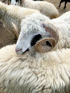 A full view of a ram in a field Stock-Fotos