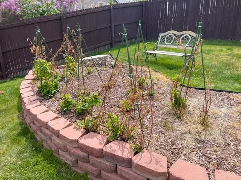 Full View of Raspberry Patch with Garden Bench Stock Photos