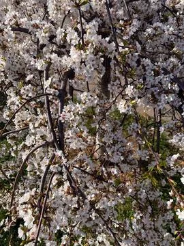 Full view of a tree branch covered with white cherry blossoms Stock Photos