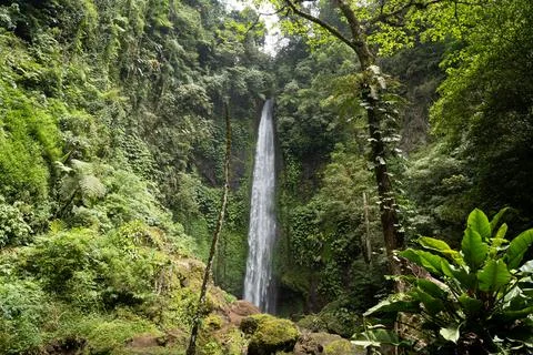 Full Waterfall View Framed by Bare Trees and Tropical Foliage, Bali Stock Photos