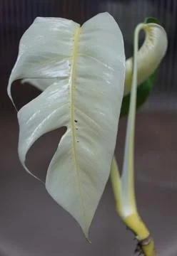 A full white leaf of Epipremnum Pinnatum Albo Stock Photos