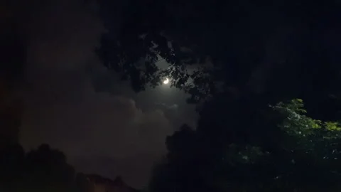 Full white moon under the shadow of trees at night Stock-Footage 300313139