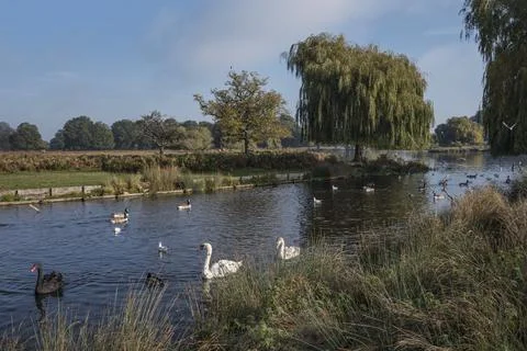 Full of wildlife Foto stock