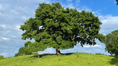 A full year in timelapse of an old oak tree sitting on top of a grass hill. Видео 252077373