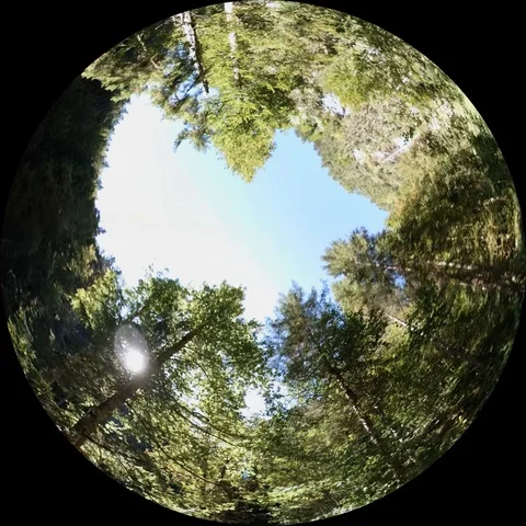 Fulldome - through the forest of leaves Stock Footage 121402784