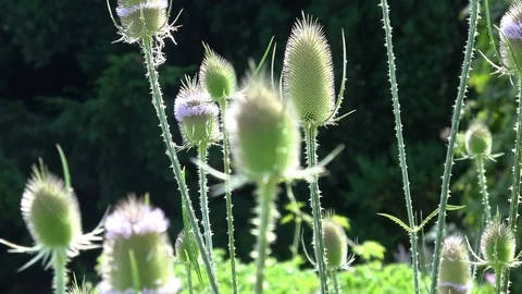 Fuller's teasel  also known as Dipsacus fullonum Stock Footage 104940471