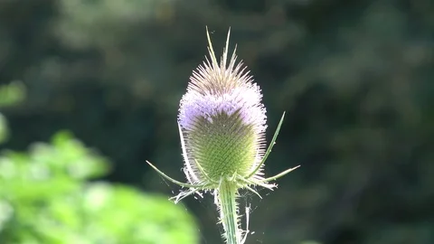 Fuller's teasel  also known as Dipsacus fullonum Stock-Footage 104940575