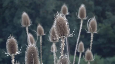 Fuller's teasel  also known as Dipsacus fullonum Stock-Footage 104940585