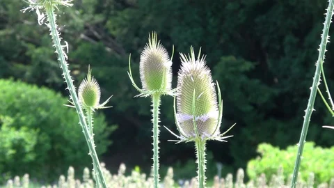 Fuller's teasel  also known as Dipsacus fullonum Stock Footage 104940604
