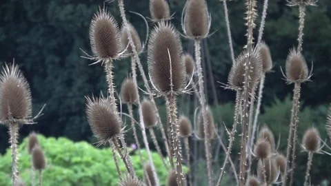 Fuller's teasel  also known as Dipsacus fullonum Stock Footage 104940634