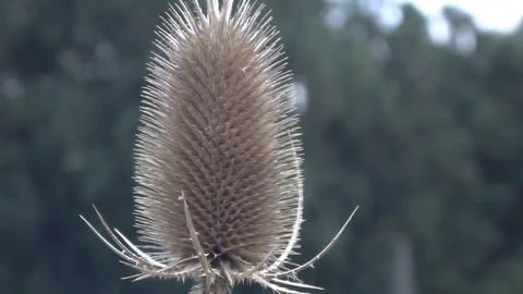 Fuller's teasel  also known as Dipsacus fullonum Stock Footage 104940697