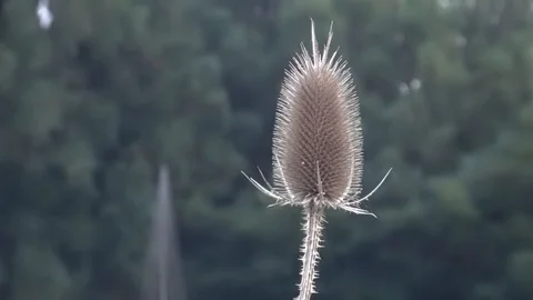 Fuller's teasel  also known as Dipsacus fullonum Stock Footage 104940710