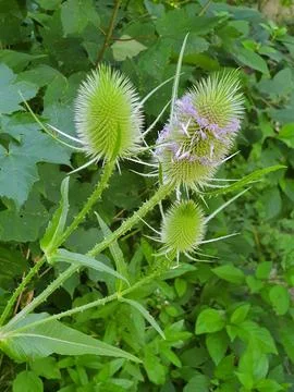 Fuller's teasel (Dipsacus fullonum), a wild plant growing in a thicket Stock Photos