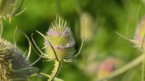Fuller's teasel (Dipsacus sativus) Stock Footage 14914868