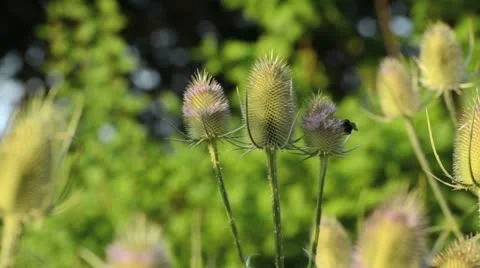 Fuller's teasel (Dipsacus sativus) Stock Footage 14915094