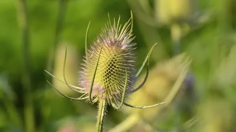 Fuller's teasel (Dipsacus sativus) Stock Footage 14915204