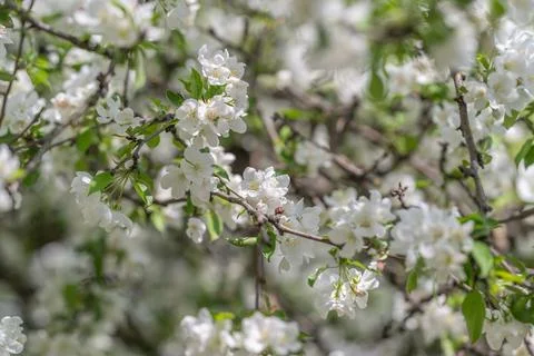 Fullframe apple blossom coverage soft bokeh creates seamless background for p Stock Photos