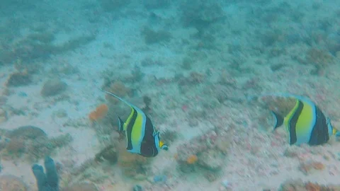 FULLHD Angel Fish Stock Footage 114068209