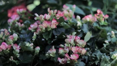 FullHD of beautiful trees in bloom with beautiful big flowers Stock Footage 170411379