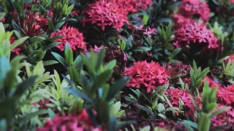 FullHD of a bunch of red needle flowers Stock Footage 171709293