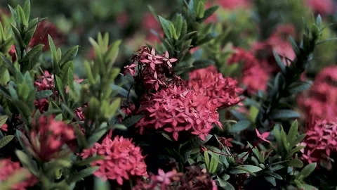 FullHD of a bunch of red needle flowers Stock Footage 171709313