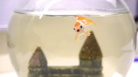 FullHD . Goldfish swims in an aquarium and opens its mouth wide Stock Footage