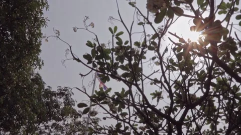 FullHD Lens flare of the sun behind the trees with Thai flag fluttering Stock Footage 157213560