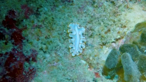 FULLHD Nudibrache 動画素材 114075186