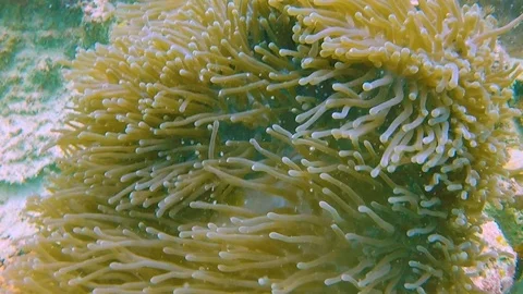 FULLHD Ocean Anemon 1 Stock Footage 114079884