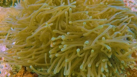 FULLHD Ocean Anemon 2 Stock Footage 114079896