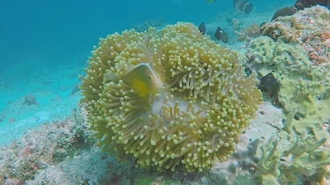 FULLHD Ocean Clown Fish Stock Footage 114747359