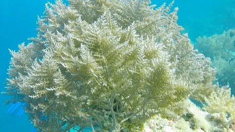 FULLHD Ocean Divers 動画素材 114079949