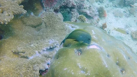 FULLHD Ocean Fish 2 動画素材 114080148