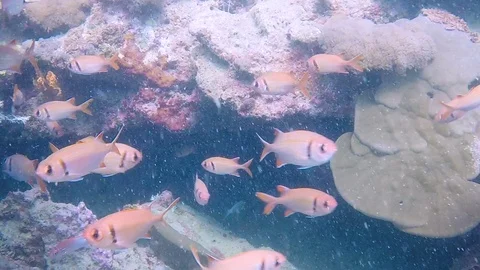 FULLHD Ocean Fish 3 動画素材 116159842