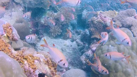 FULLHD Ocean Fish 4 Stock Footage 116159928