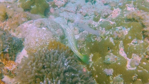 FULLHD Ocean Fish 5 Stock Footage 116159723