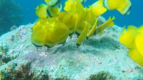 FULLHD Ocean Fish 6 Stock Footage 116159959