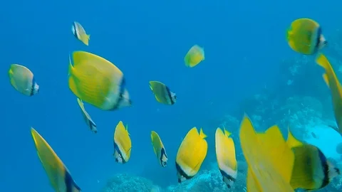 FULLHD Ocean Fish 7 Stock Footage 116159960