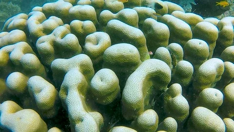 FULLHD Ocean Fish 8 動画素材 114747173